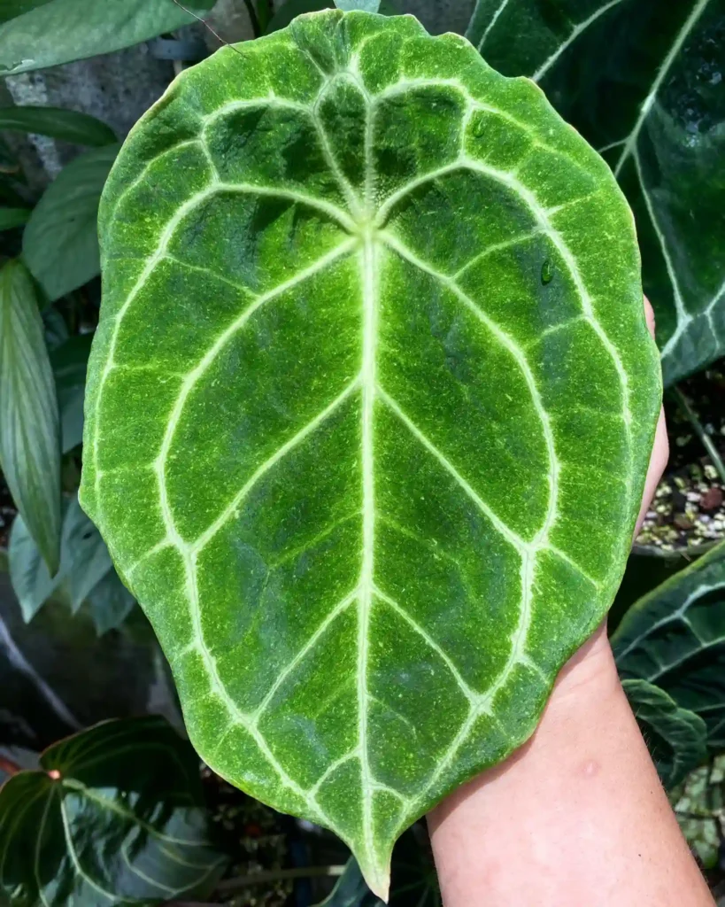 Anthurium Forgetii