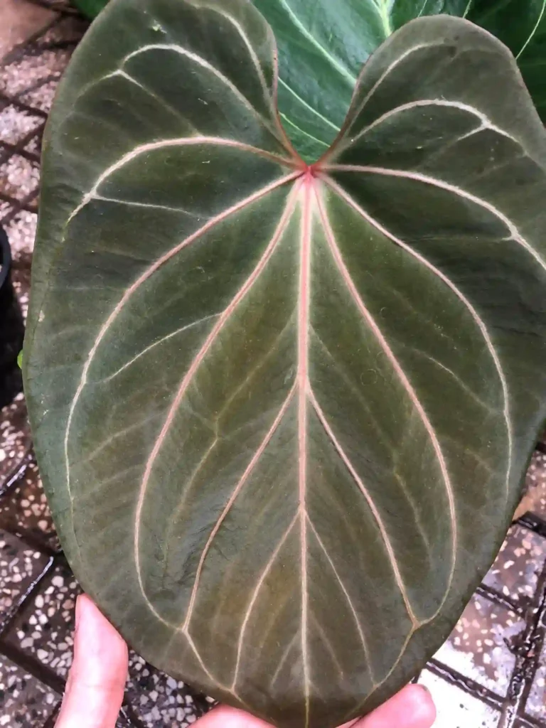 Anthurium King of Spades