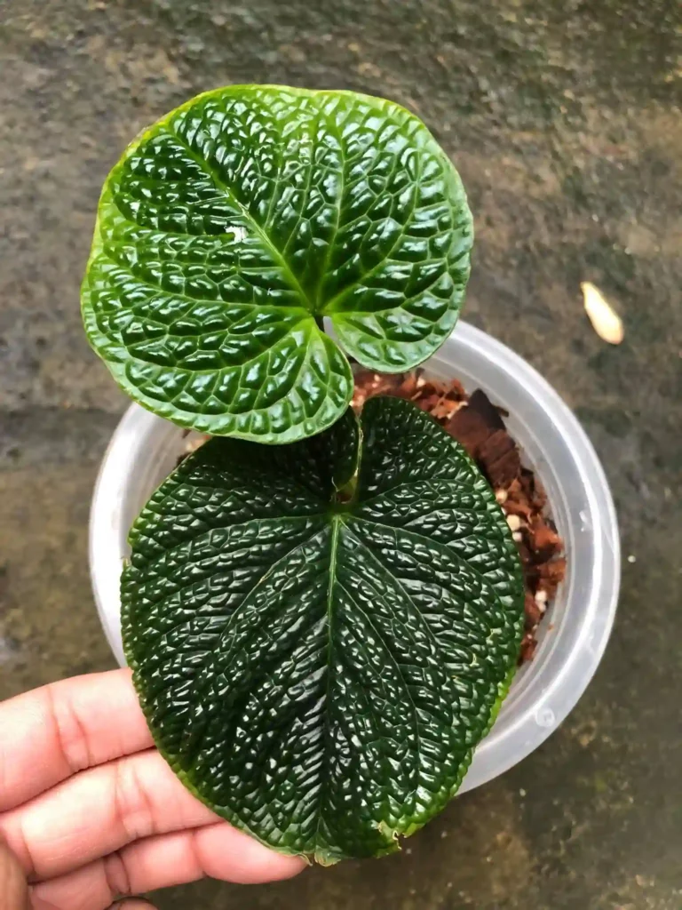 Anthurium Splendidum