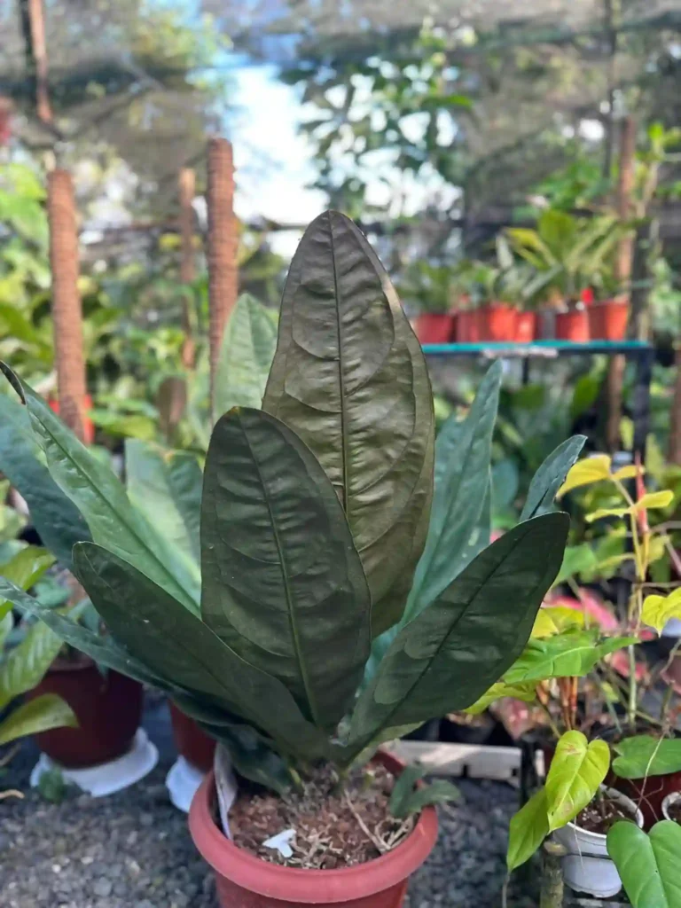 Anthurium Superbum