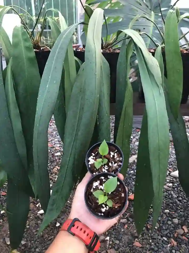 Anthurium Vittarifolium