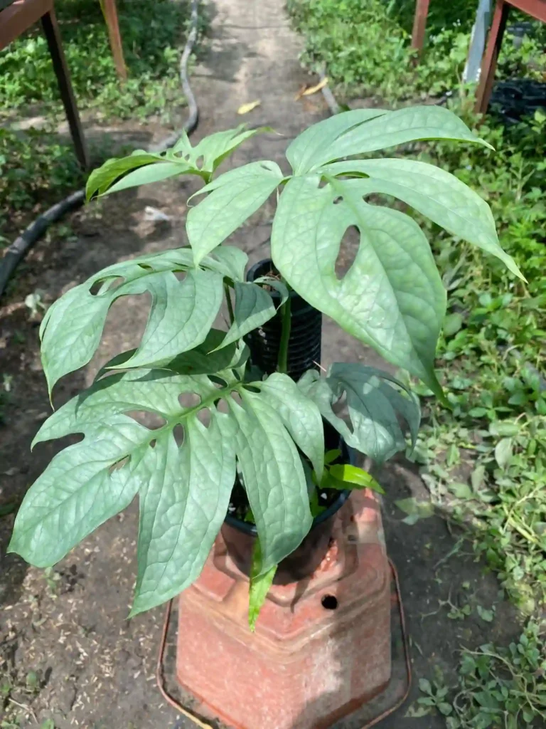 Monstera Amydrium Silver