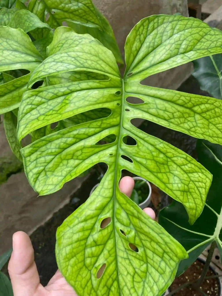 Monstera Amydrium Green