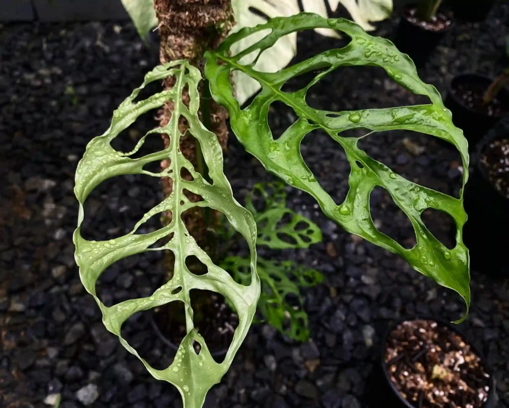 Plant FAQs: Monstera Obliqua