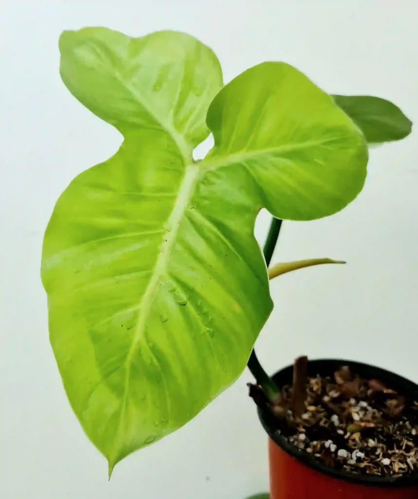 Philodendron Barrosoanum