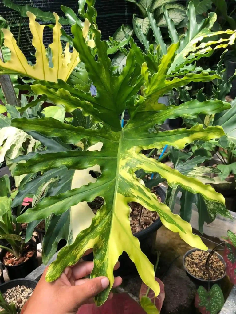 Philodendron Bipinnatifidum Variegated