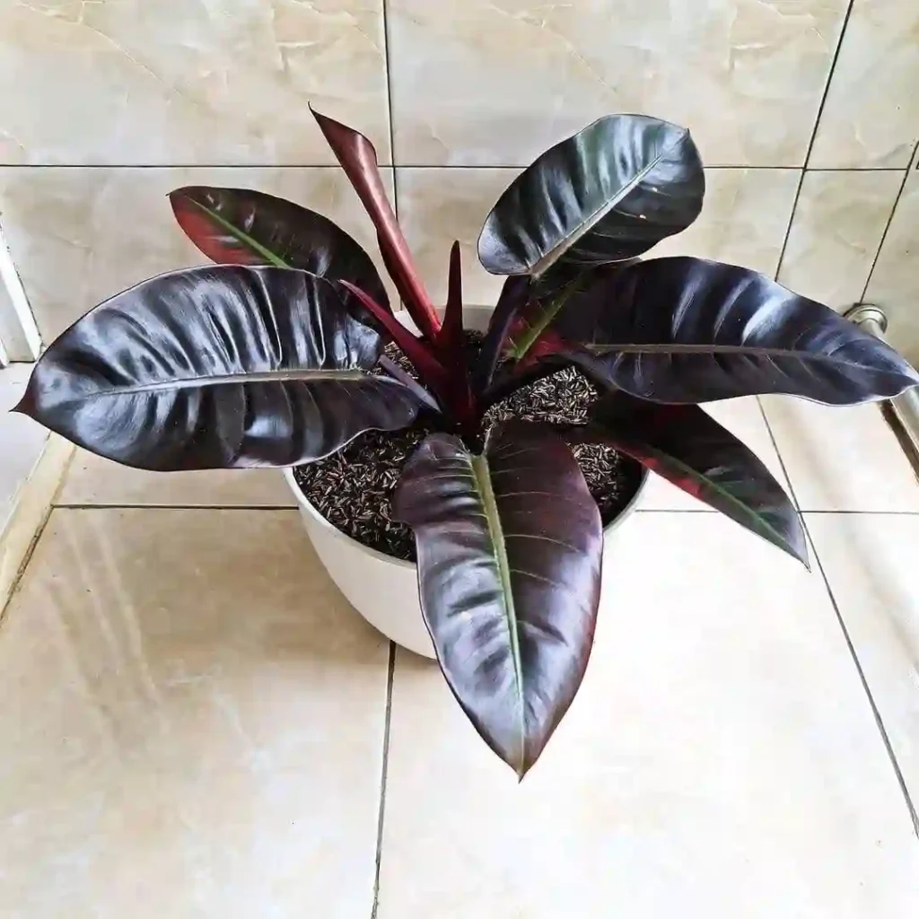 Philodendron Black Cardina