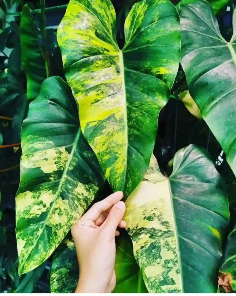 Philodendron Domesticum Variegated