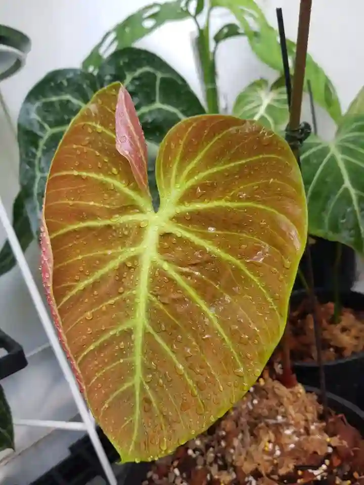 Philodendron El Choco Red