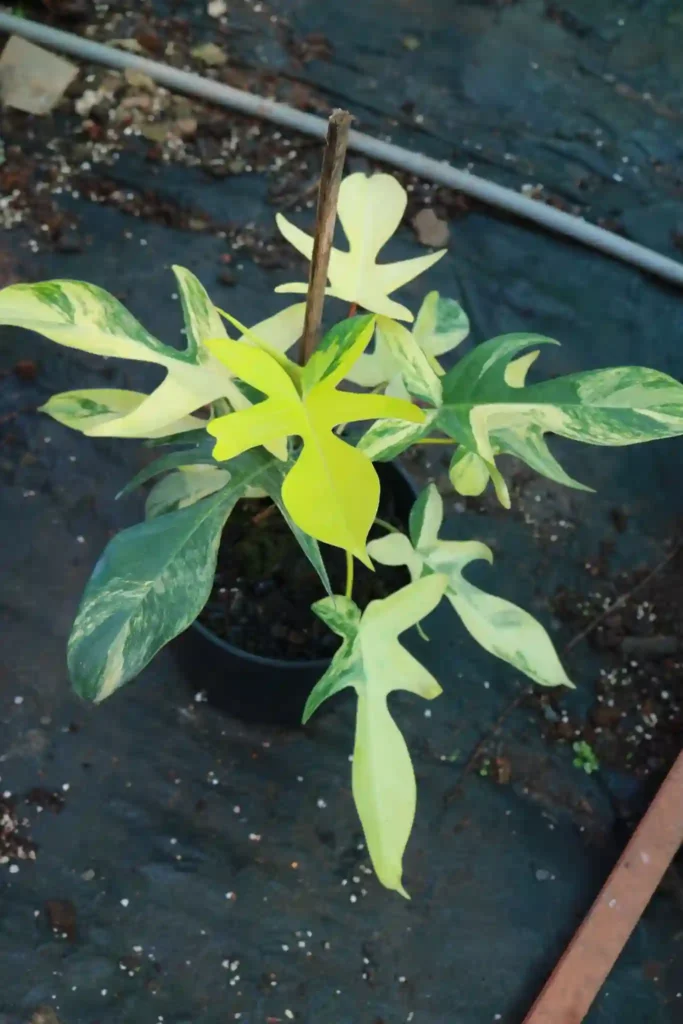 Philodendron Florida Beauty Variegated