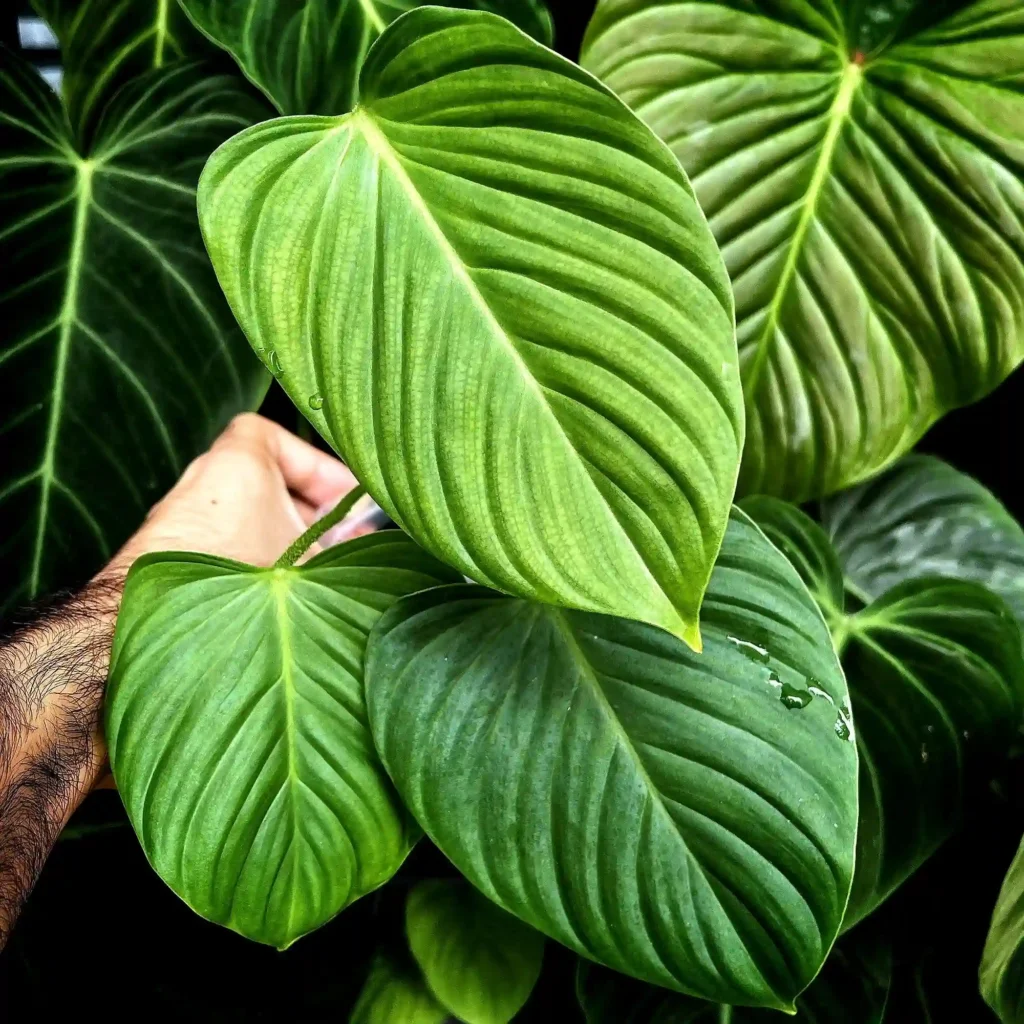 Philodendron Fuzzy Petiole