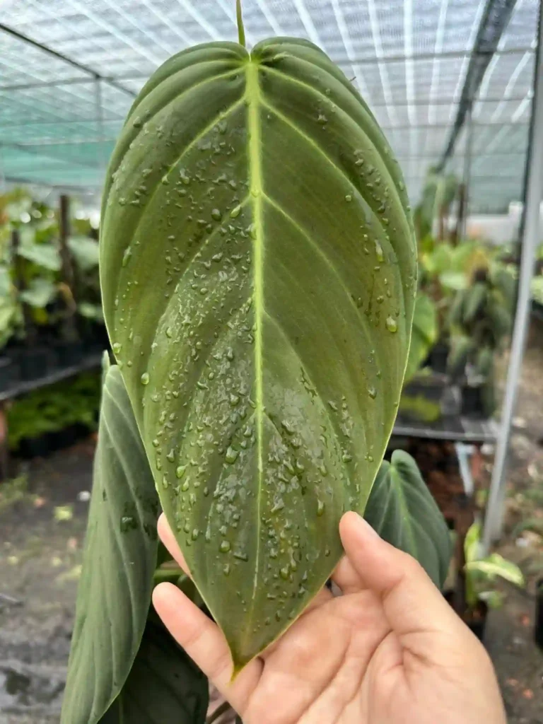 Philodendron Gigas