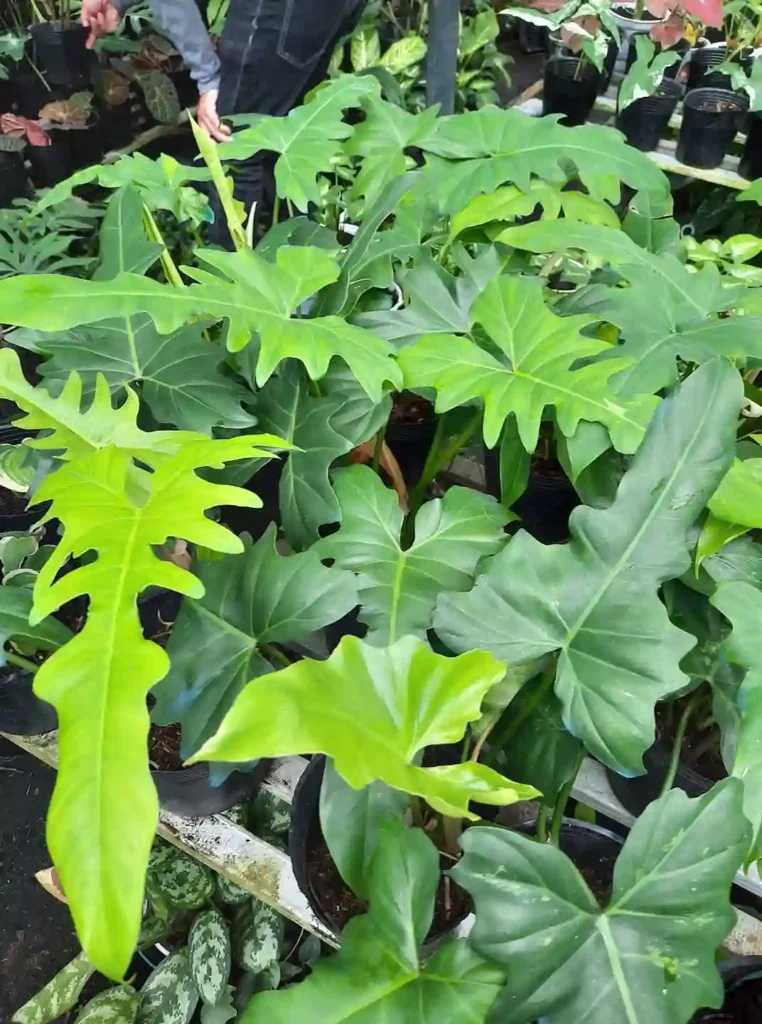 Philodendron Golden Dragon