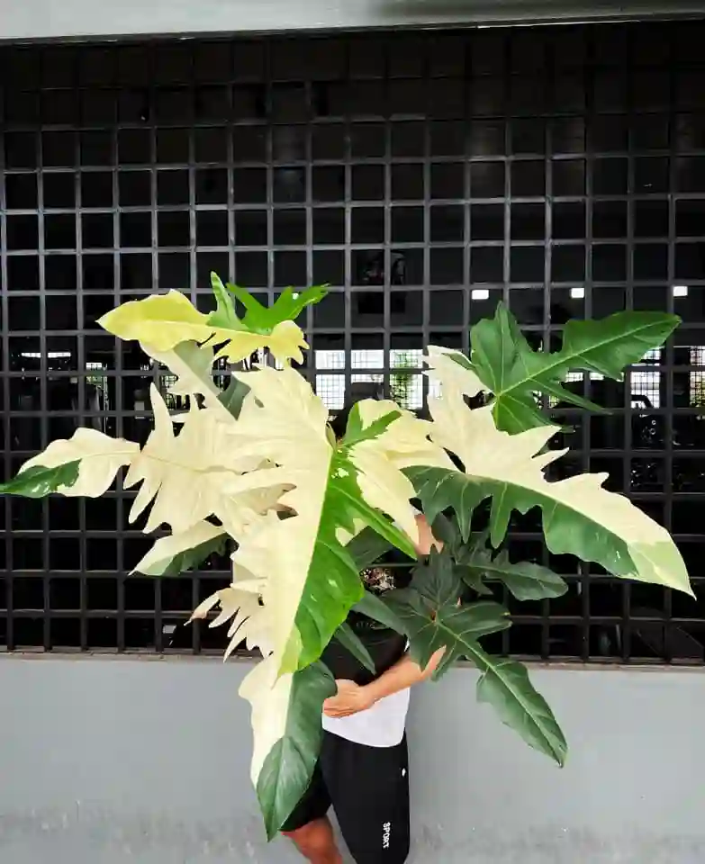 Philodendron Golden Dragon Variegated