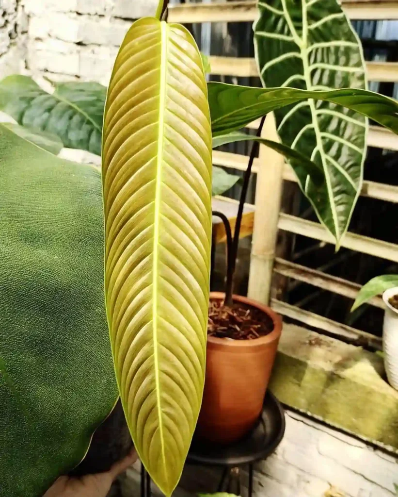 Philodendron Heterocraspedon