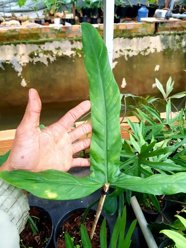 Philodendron Holtonianum