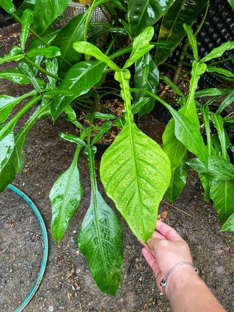 Philodendron Joepii