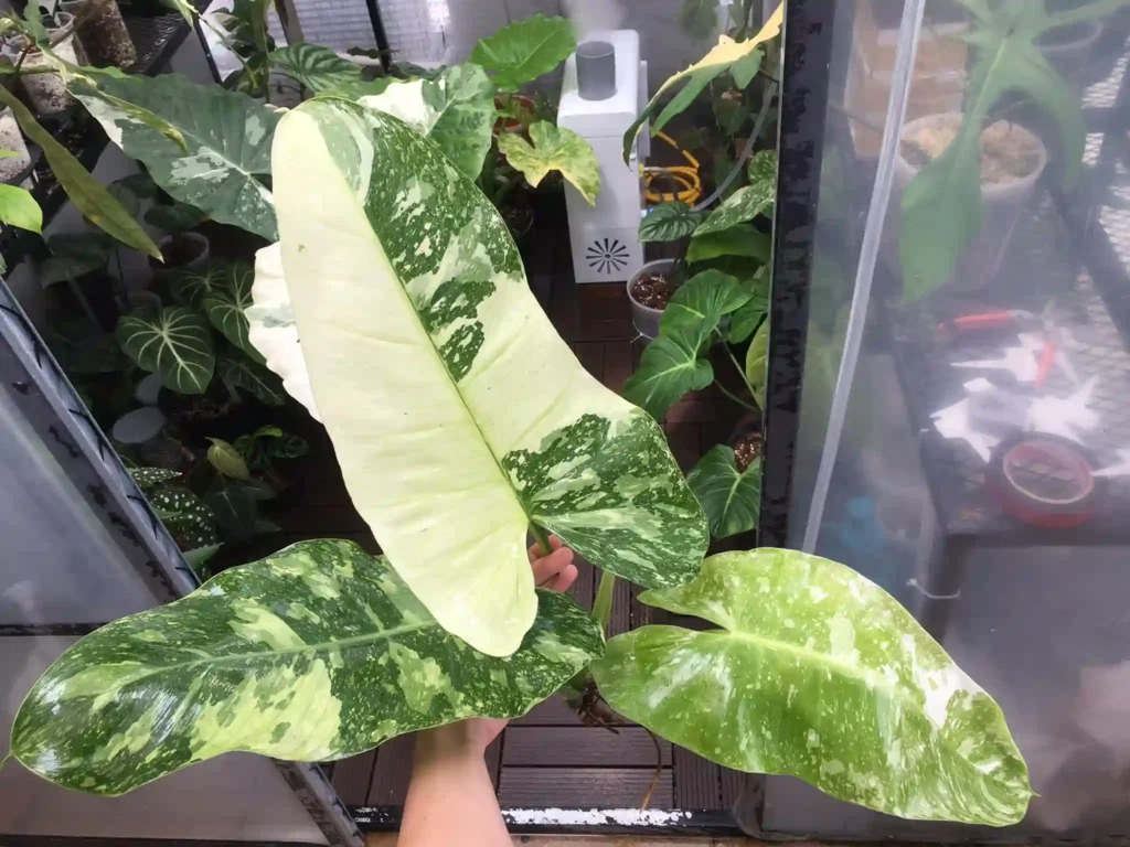 Philodendron Jose Buono