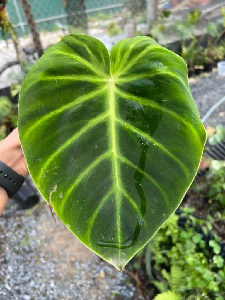 Philodendron Luxurians