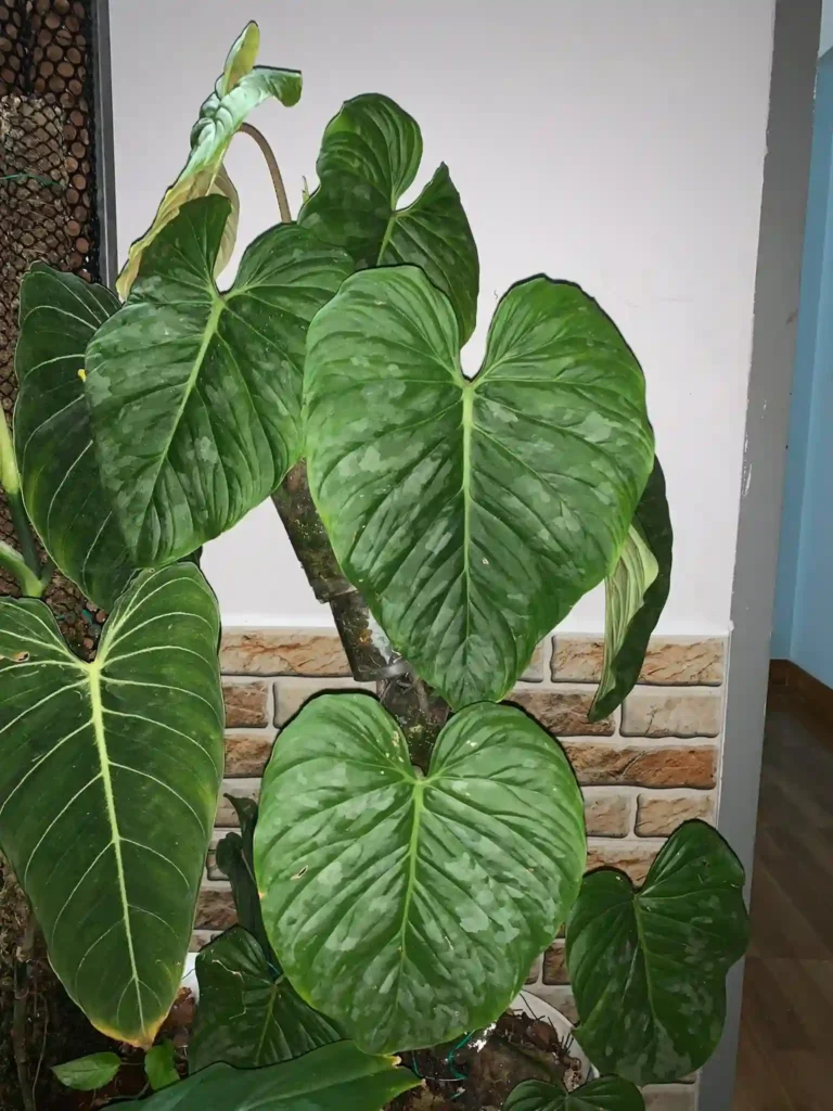 Philodendron Majestic