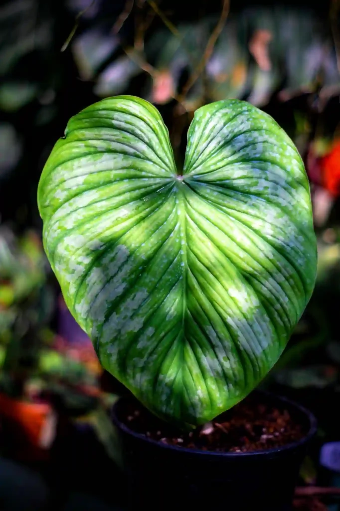 Philodendron Mamei