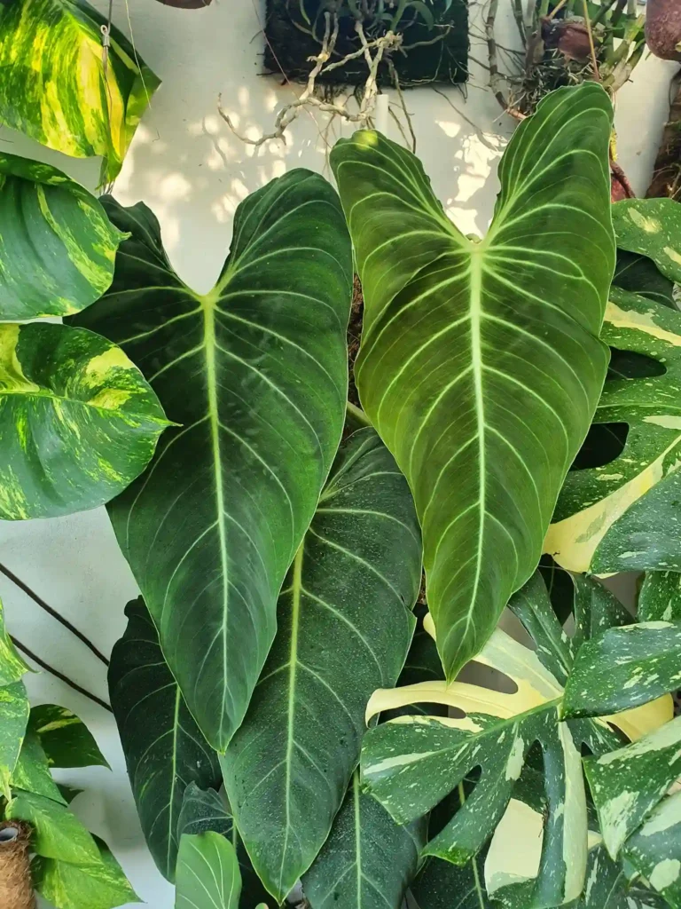 Philodendron Melanochrysum