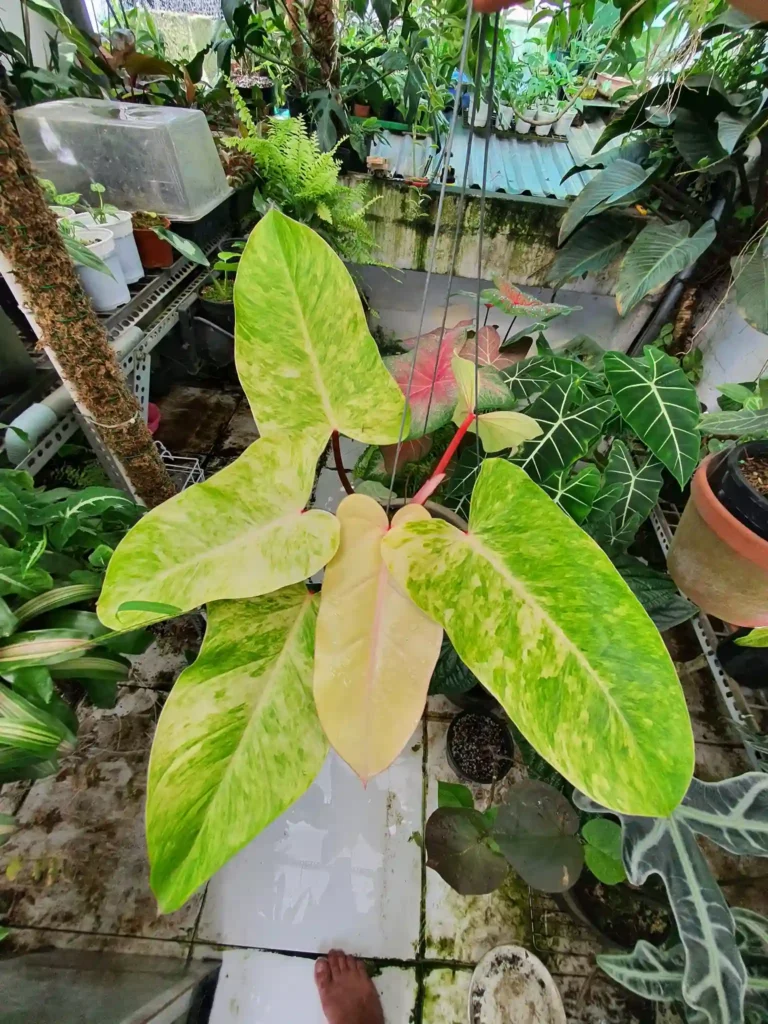 Philodendron Painted Lady