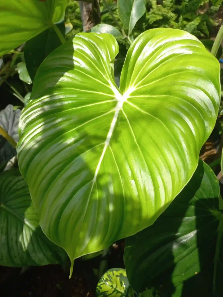 Philodendron Pastazanum