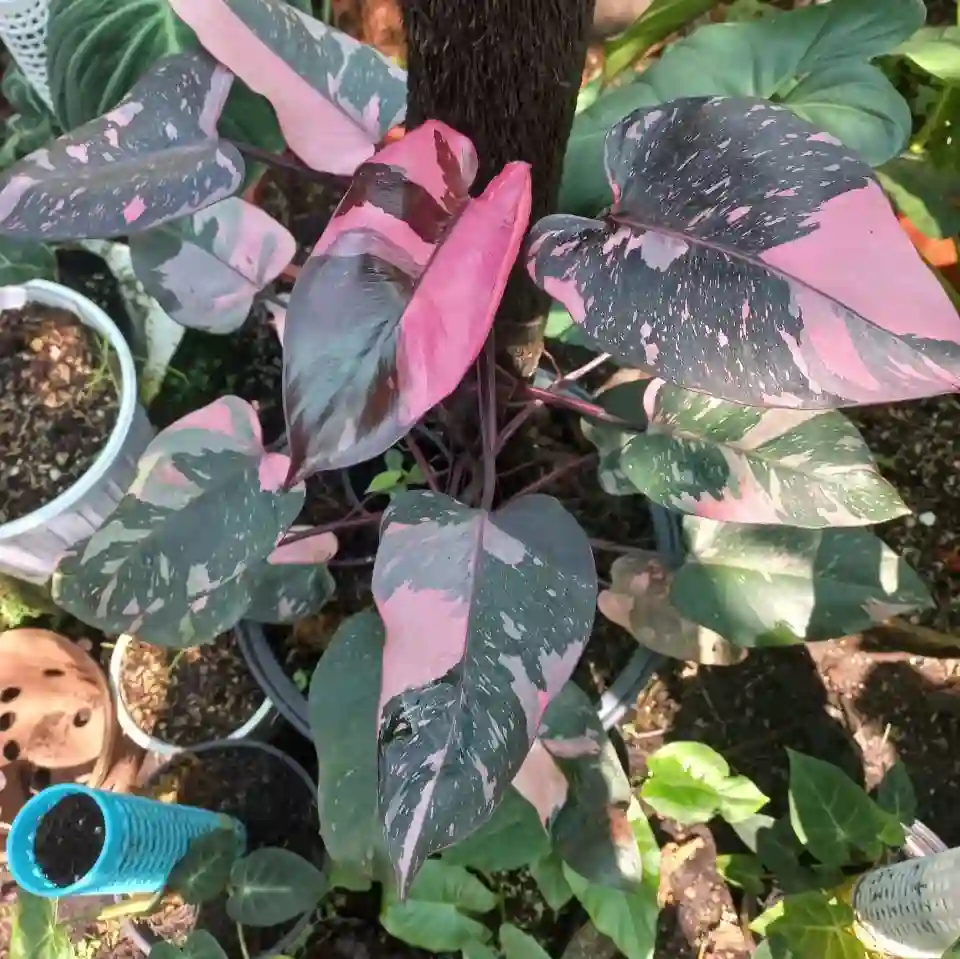 Philodendron Pink Princess