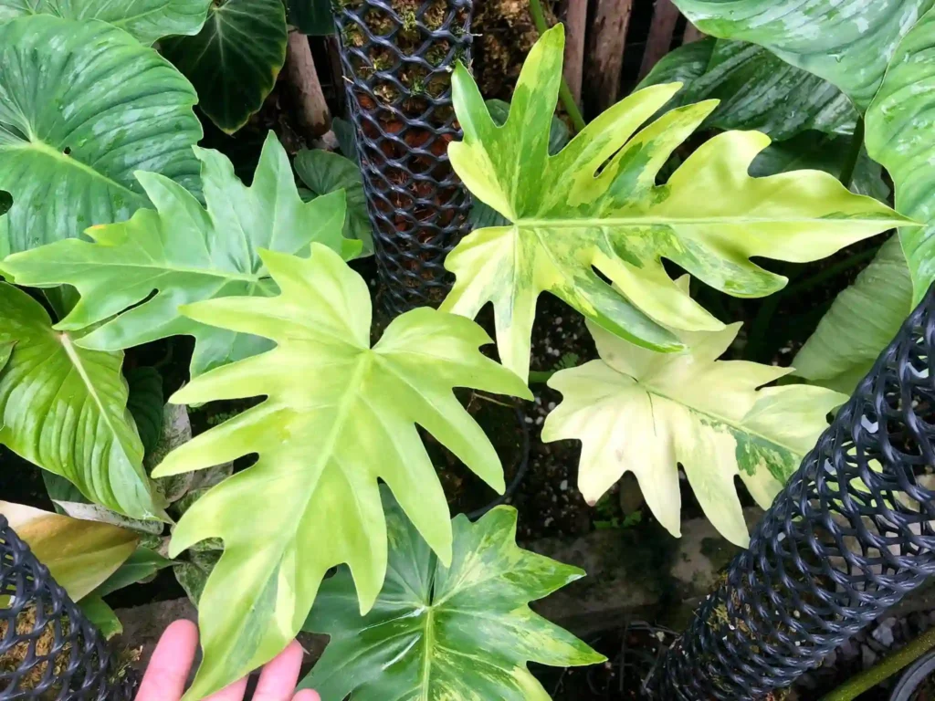 Philodendron Radiatum Variegated