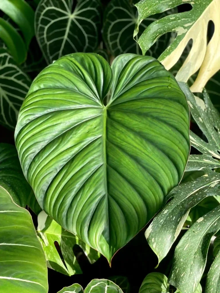 Philodendron SP Colombia