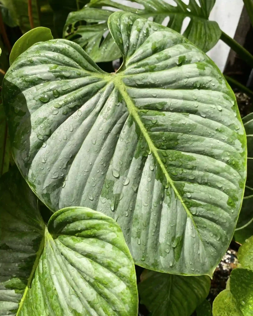 Philodendron Sodiroi