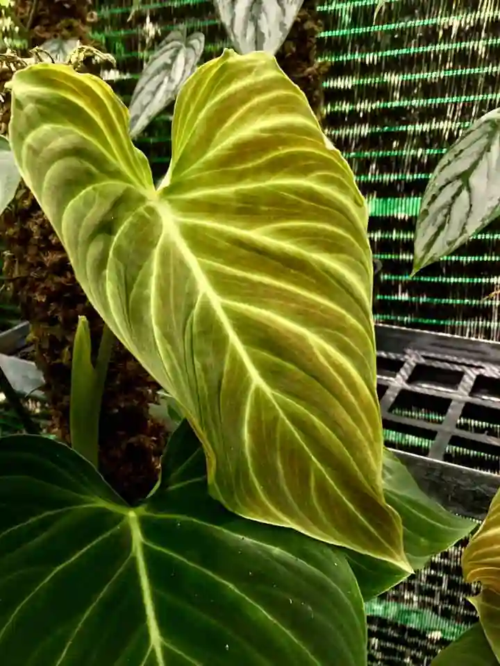 Philodendron Splendid