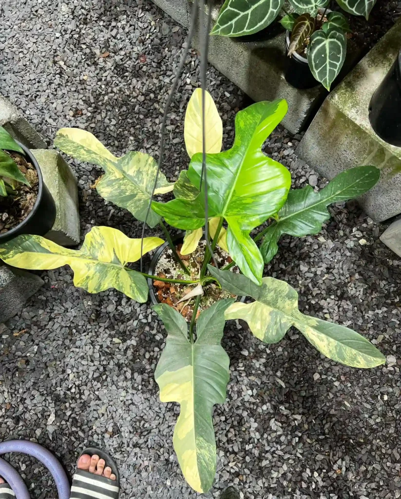 Philodendron Violin Variegated