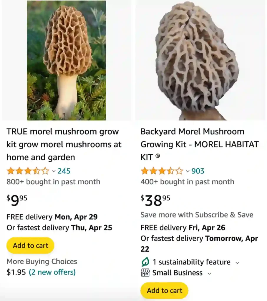 Morel Mushrooms