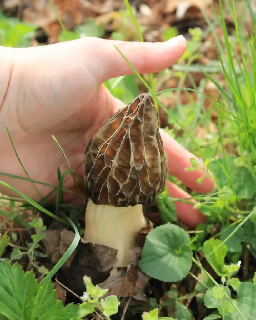 Morel Mushrooms