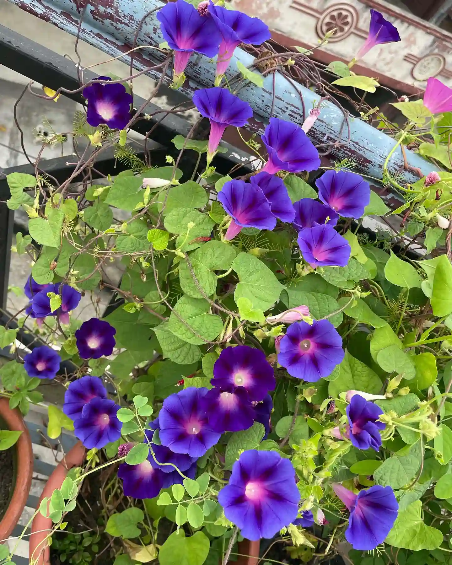 plant-faqs-morning-glory