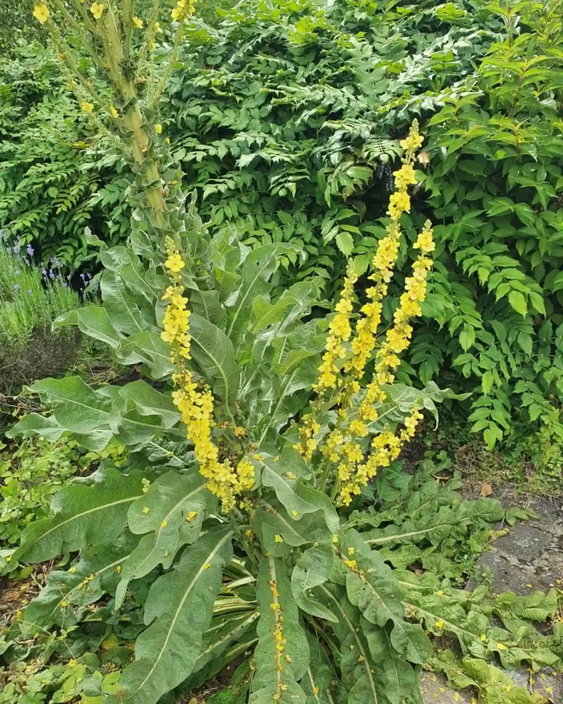 Mullein