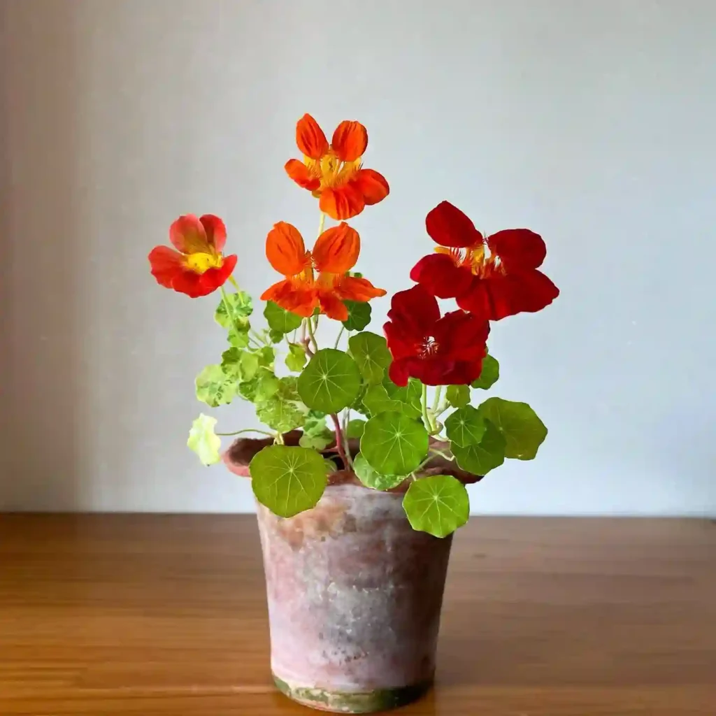 Nasturtium