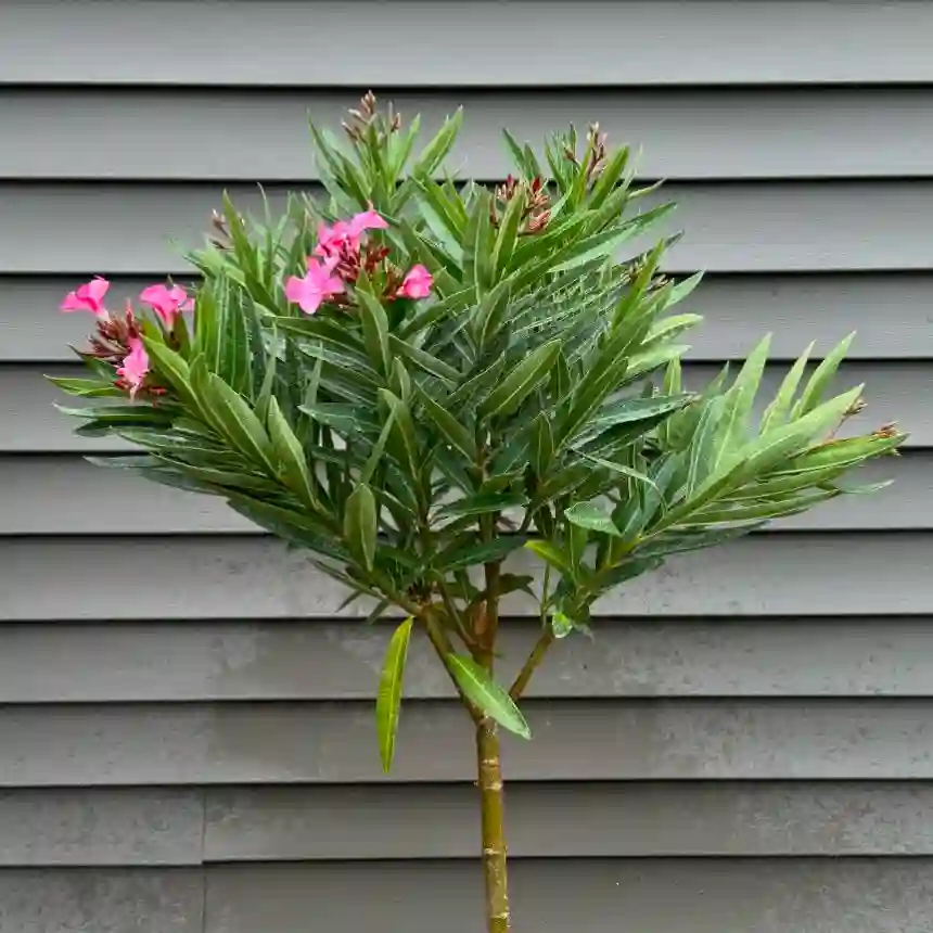 Oleander