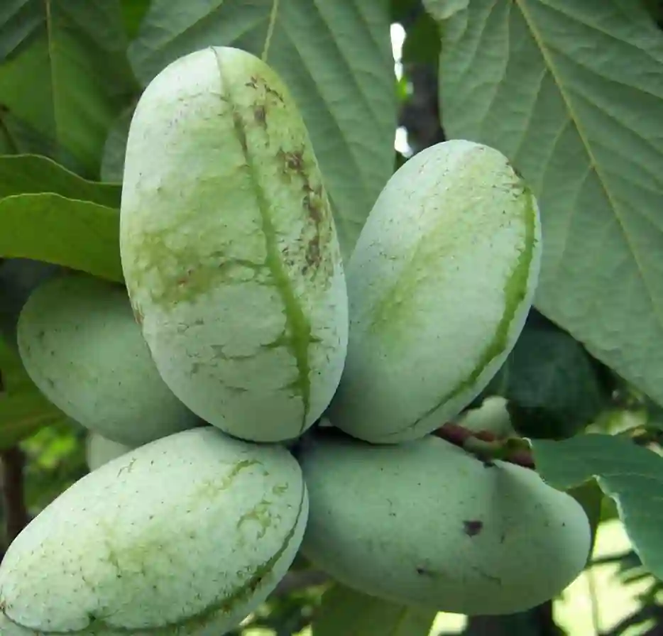 Plant FAQs: Paw Paw Tree