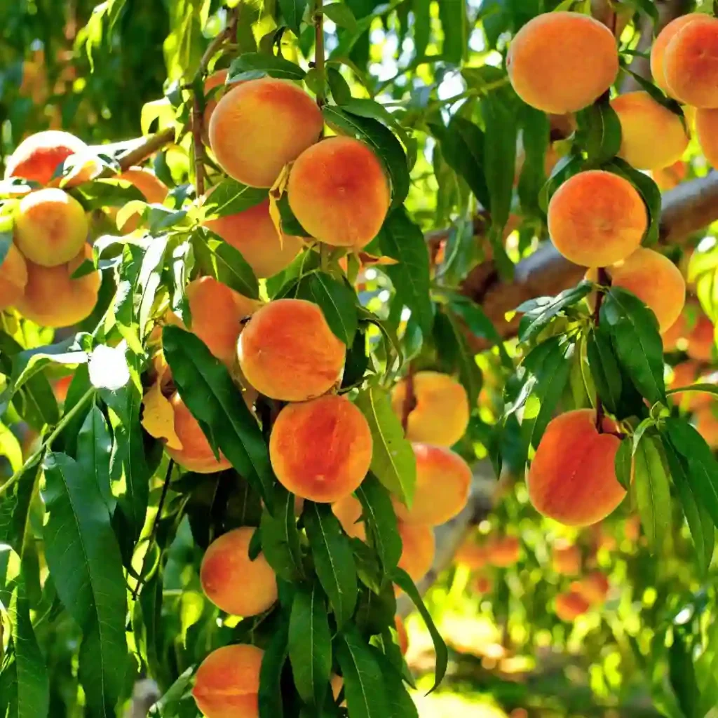 Peach Tree