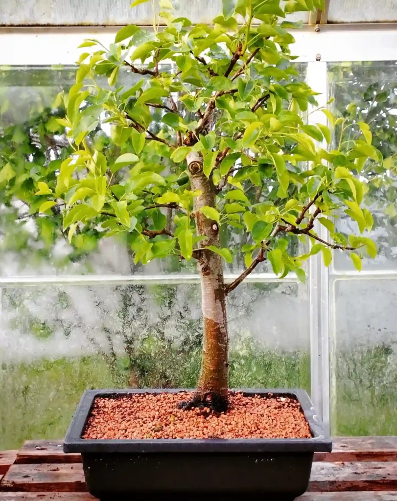 Pear Tree