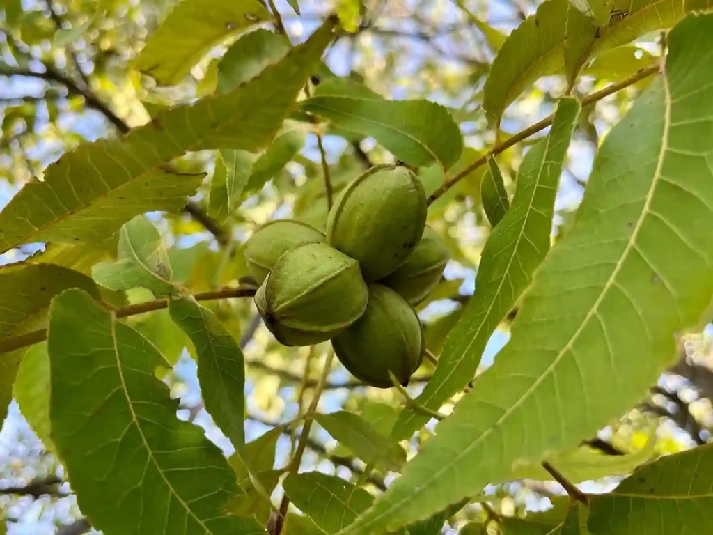 Pecan Tree