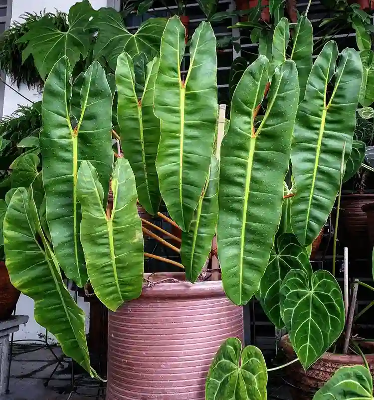 Philodendron Billietiae