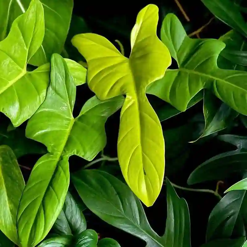 Philodendron Bipennifolium