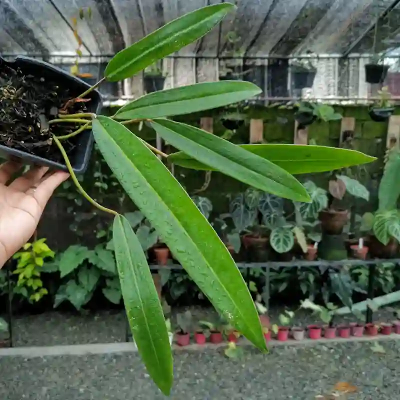 Philodendron Callosum