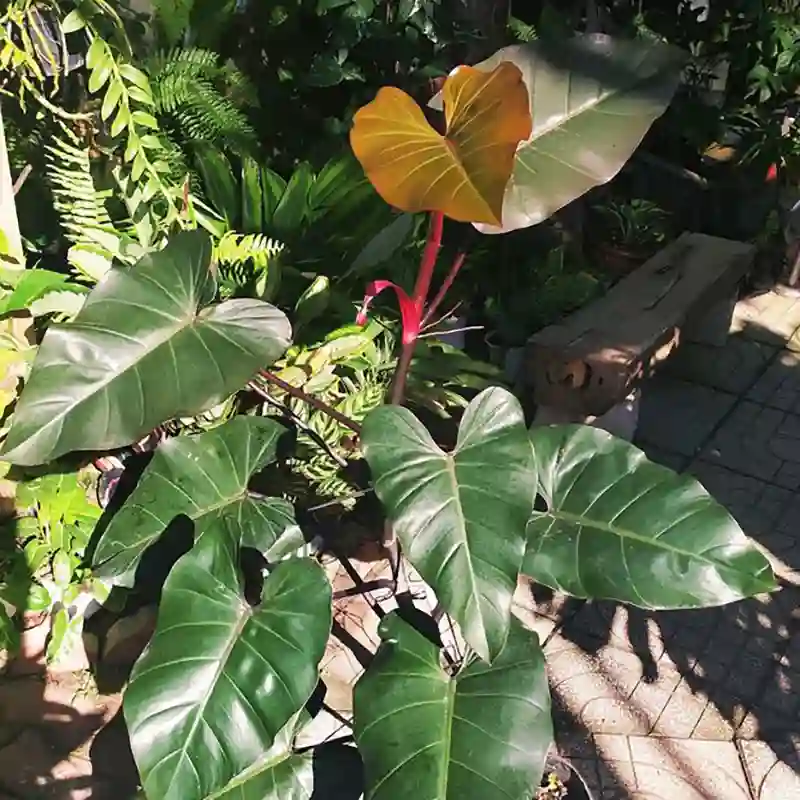 Philodendron Dark Lord