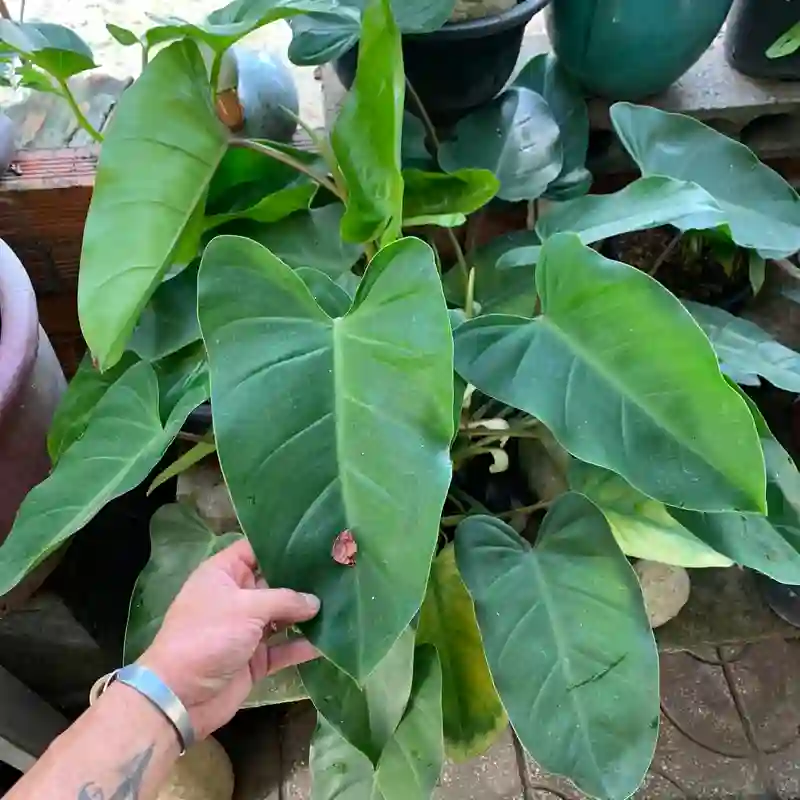 Philodendron Erubescens