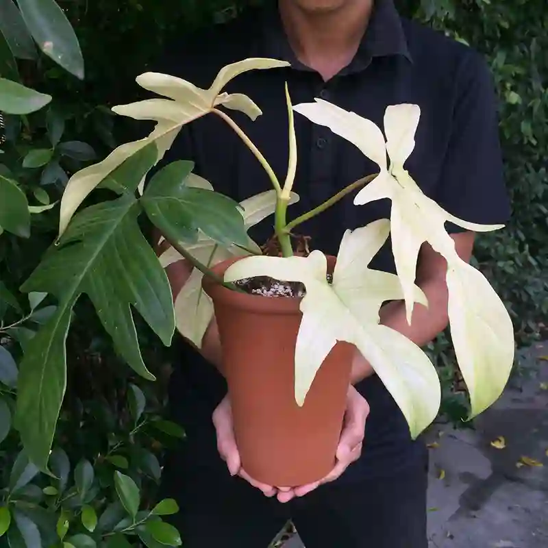 Philodendron Florida Ghost